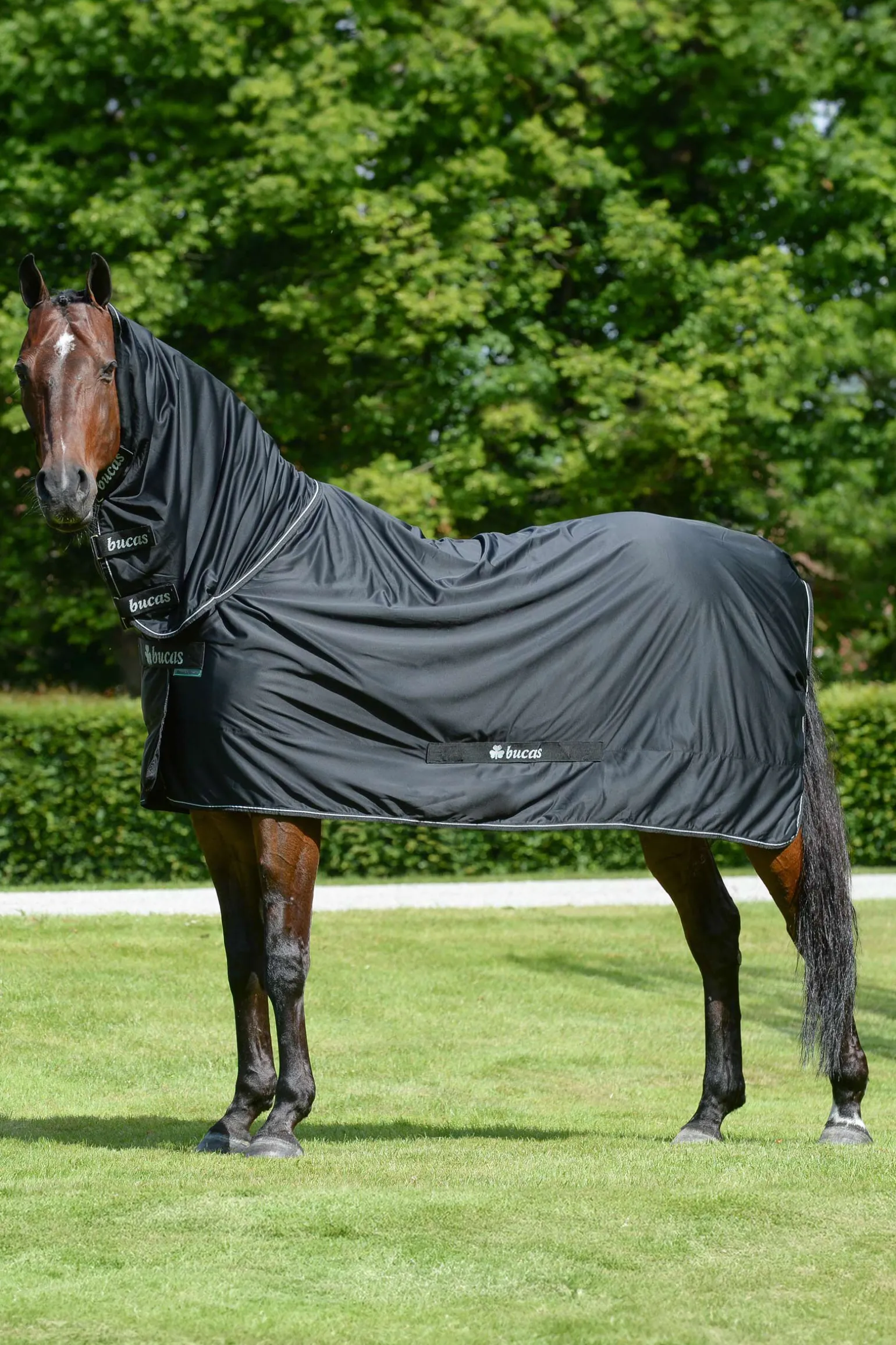 Bucas Shamrock Power dekken med hals