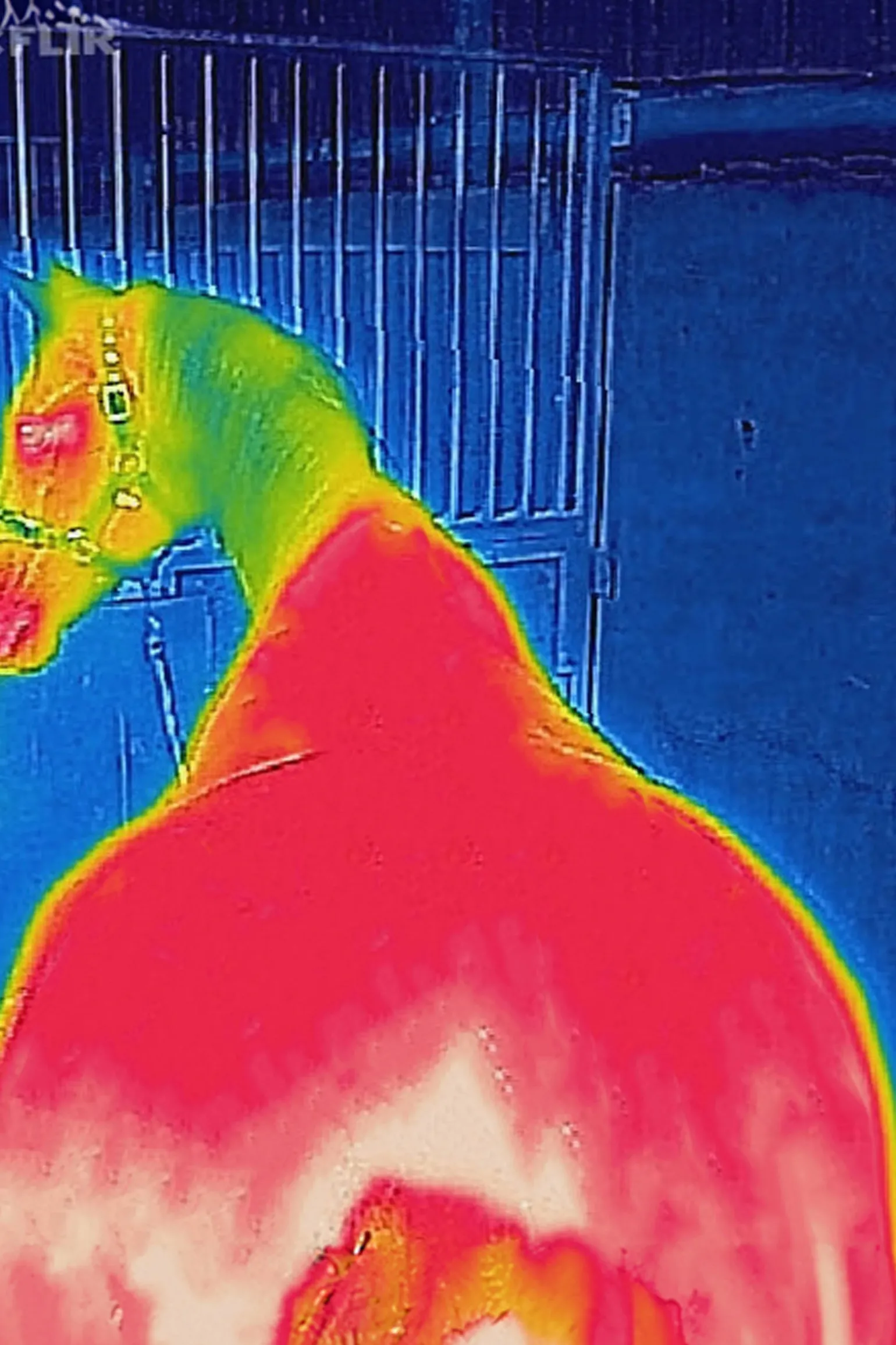 Bucas Therapy utedekken lett, 50g