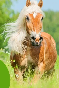 Cowboy Magic Detangler & Shine邃