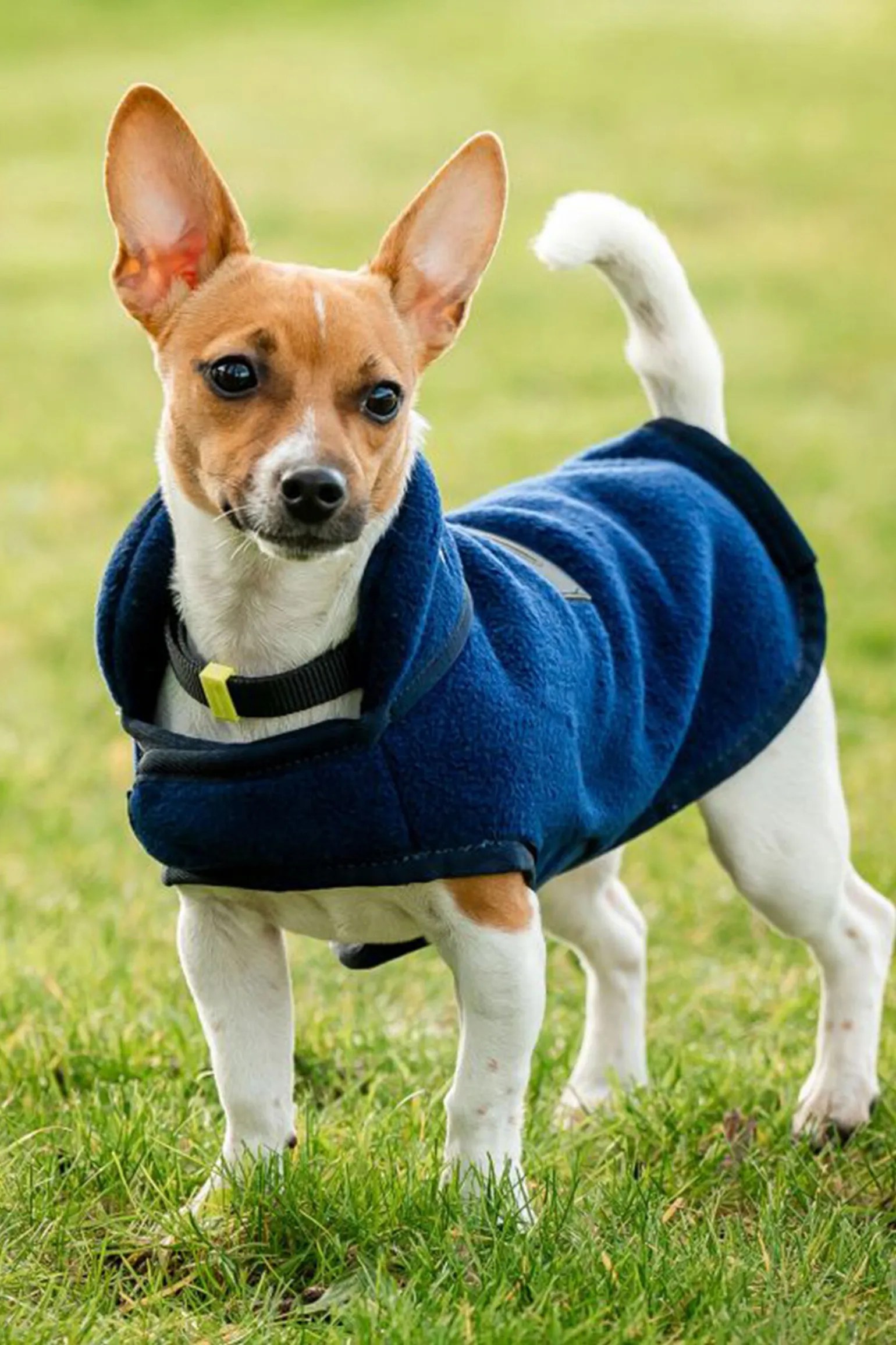 Horseware Signature Hundefleece-teppe