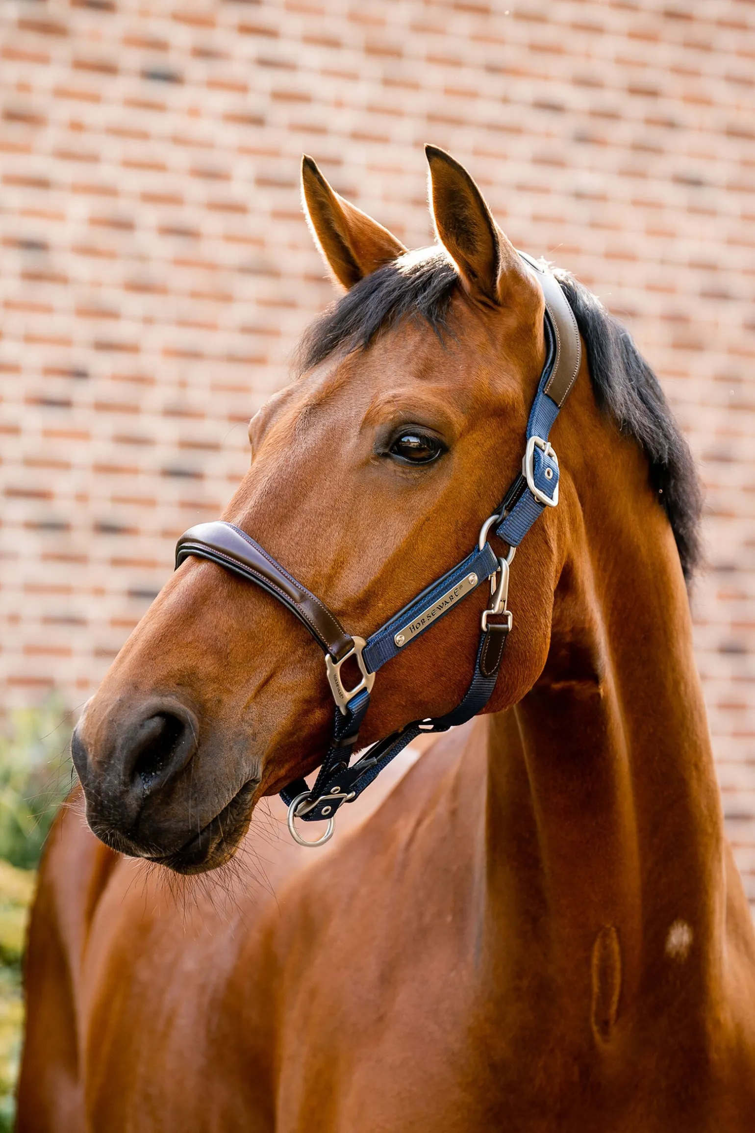 Horseware Signature Show Halter