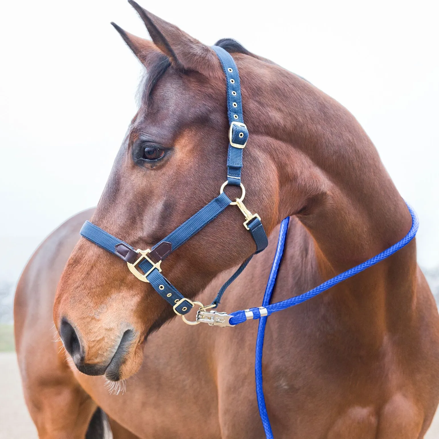 Horze leietau, panikkrok