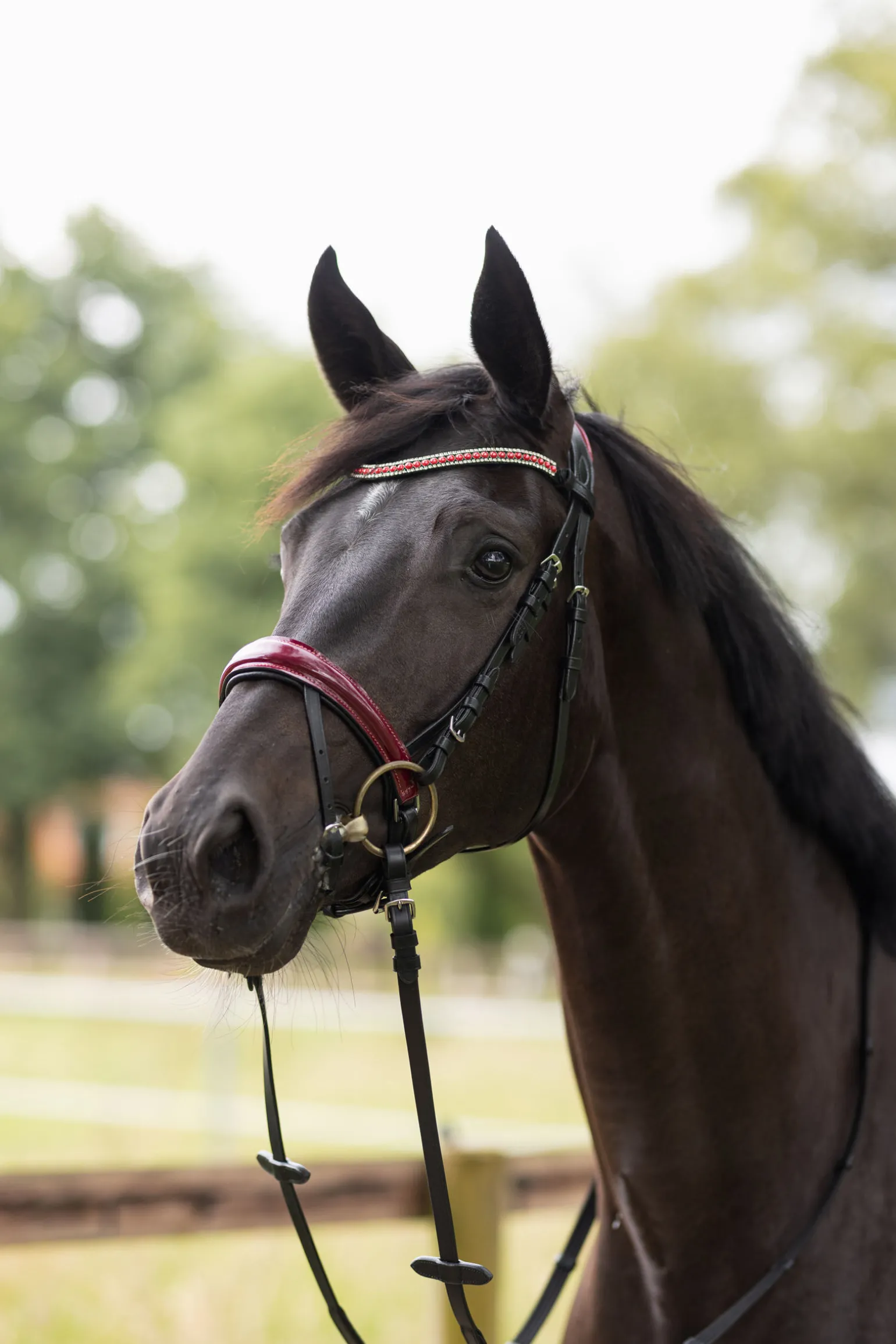 Horze Physical Sophistication hodelag