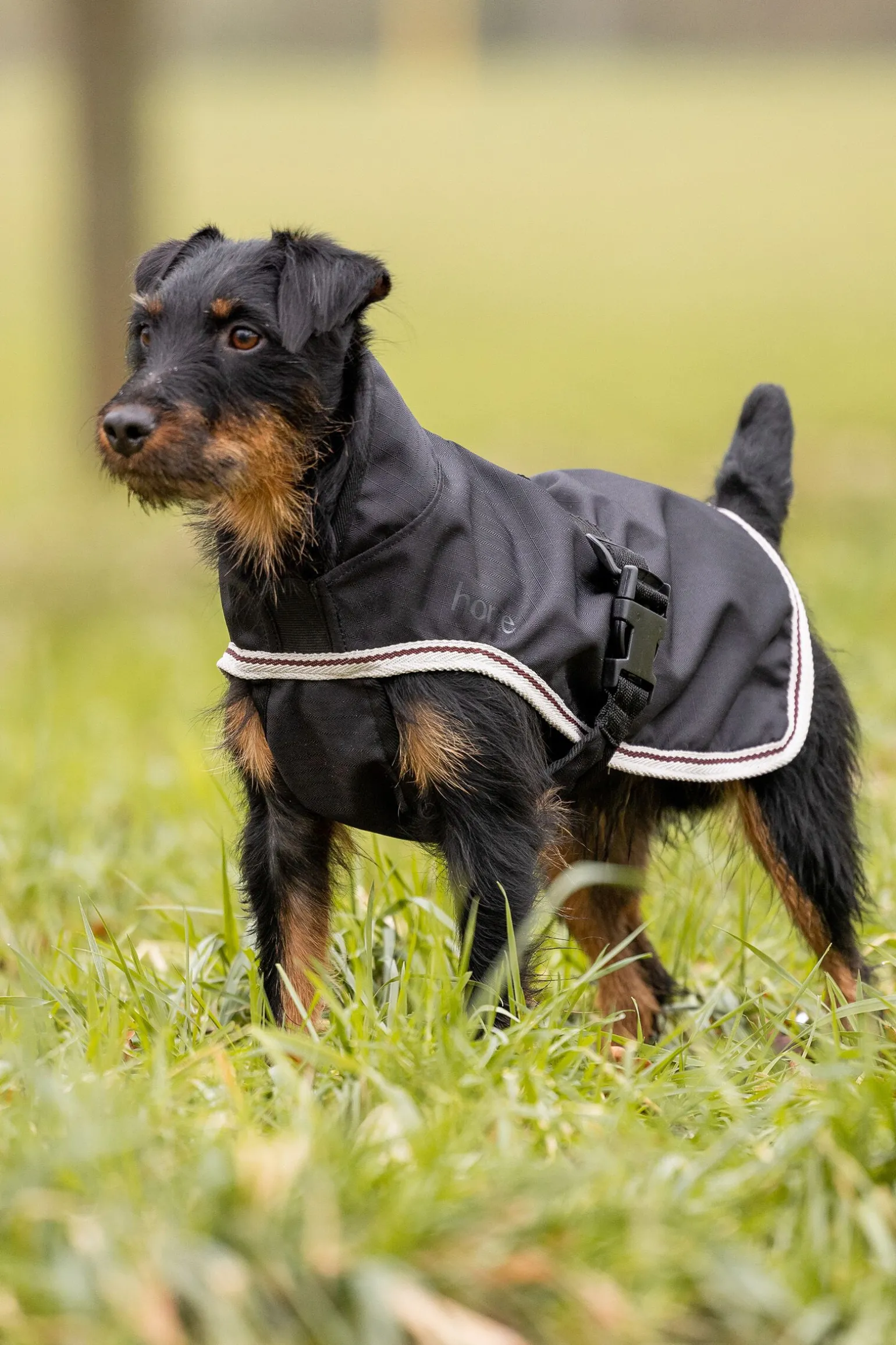 Horze Sudbury 2-i-1 hundedekken, 0 og 100 gram