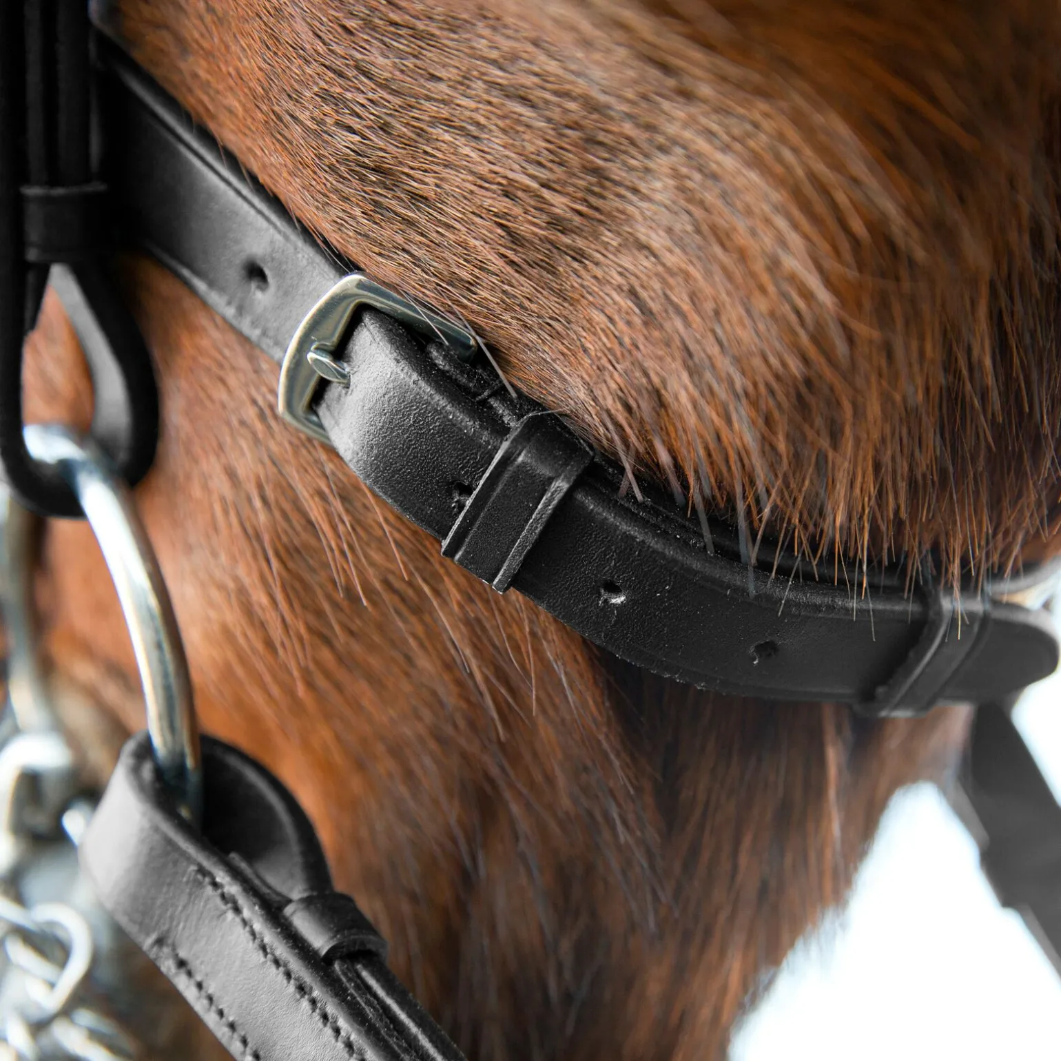 Horze Vienna anatomisk kandarhodelag