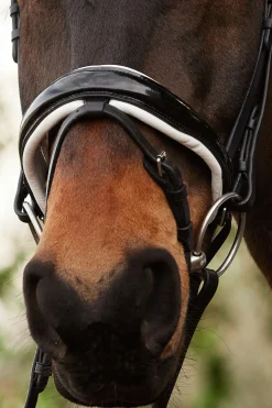 Kavalkade Charlotte dressurhodelag med pullback nesereim