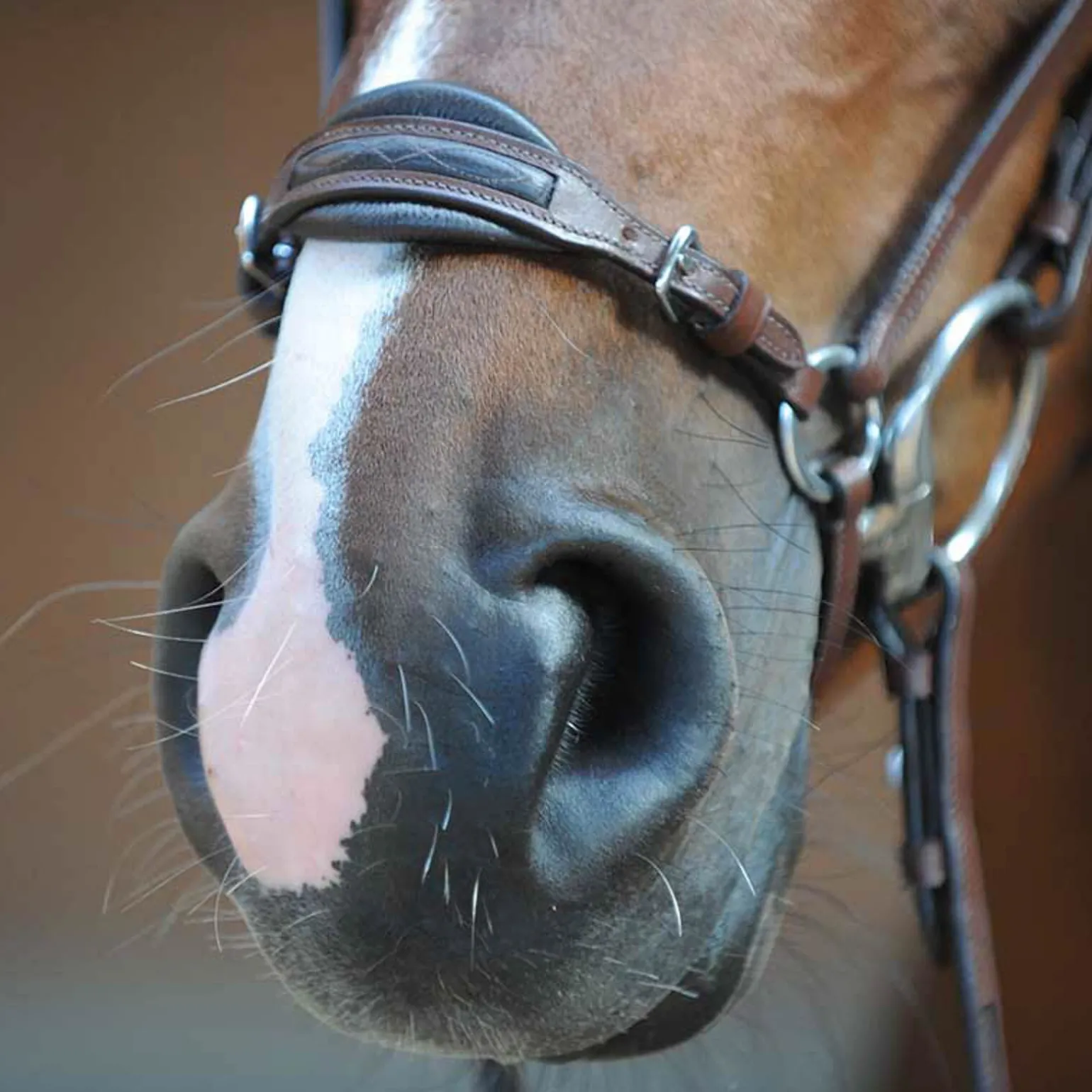 Kavalkade Levana hodelag