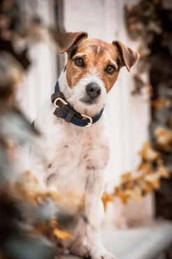 Kentucky Dogwear flettet hundehalsbånd, nylon