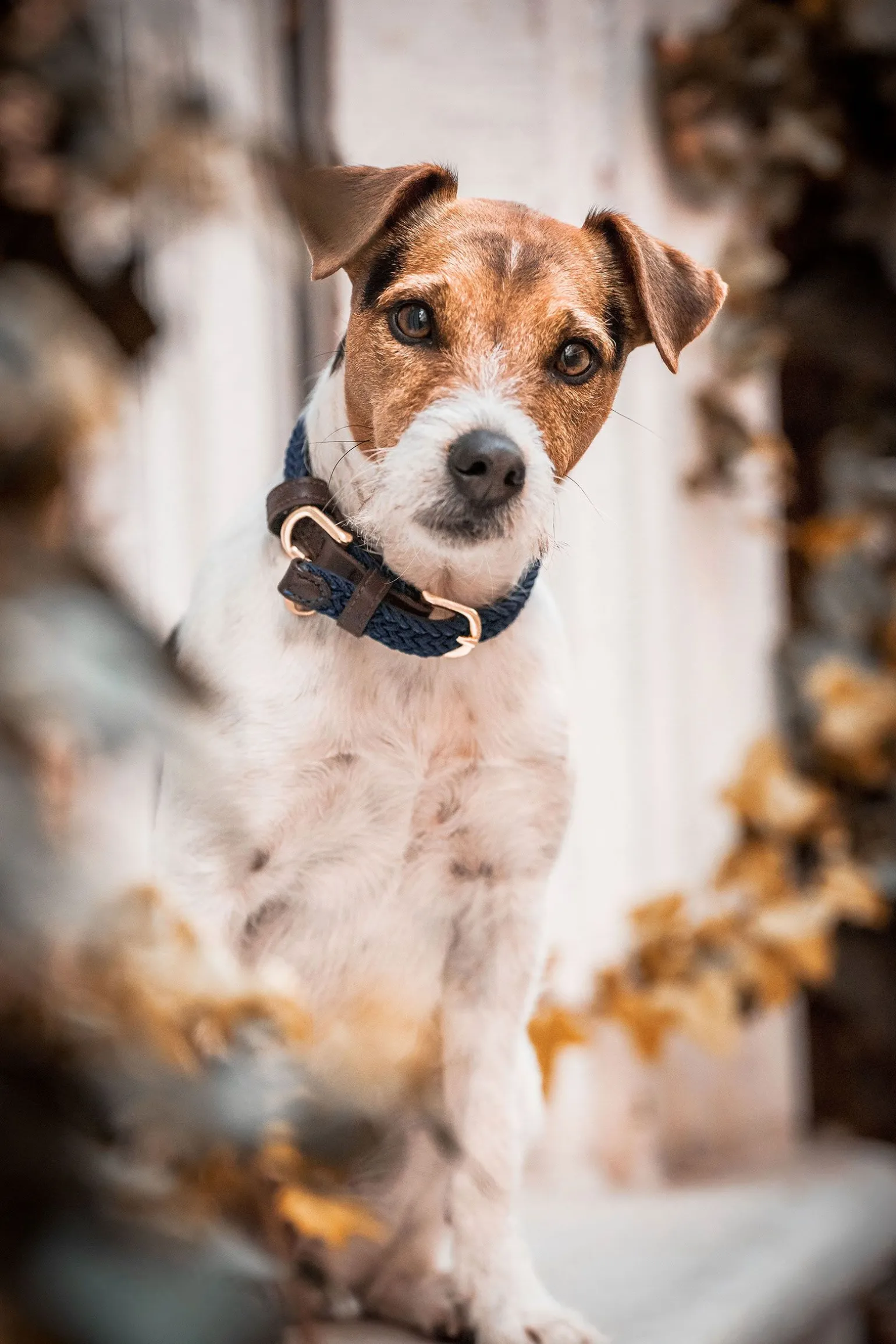 Kentucky Dogwear flettet hundehalsbånd, nylon