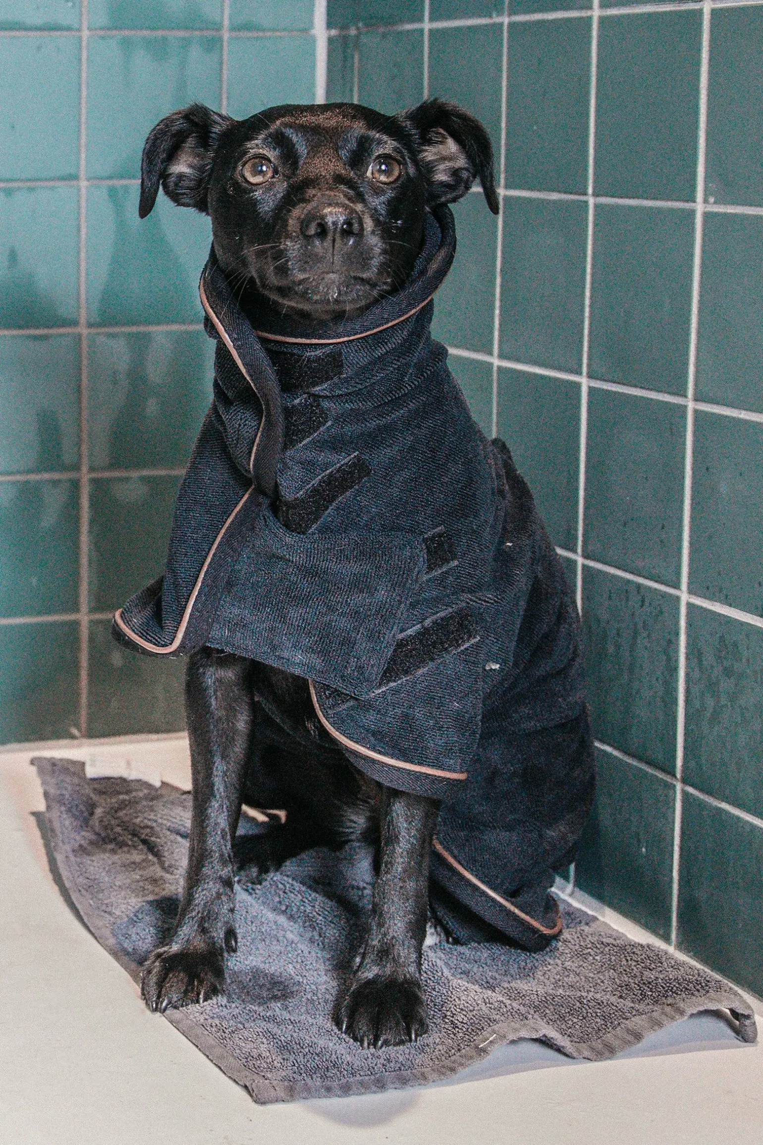 Kentucky Dogwear Towel hundedekken