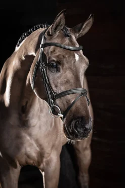 LeMieux Arika Flash hodelag