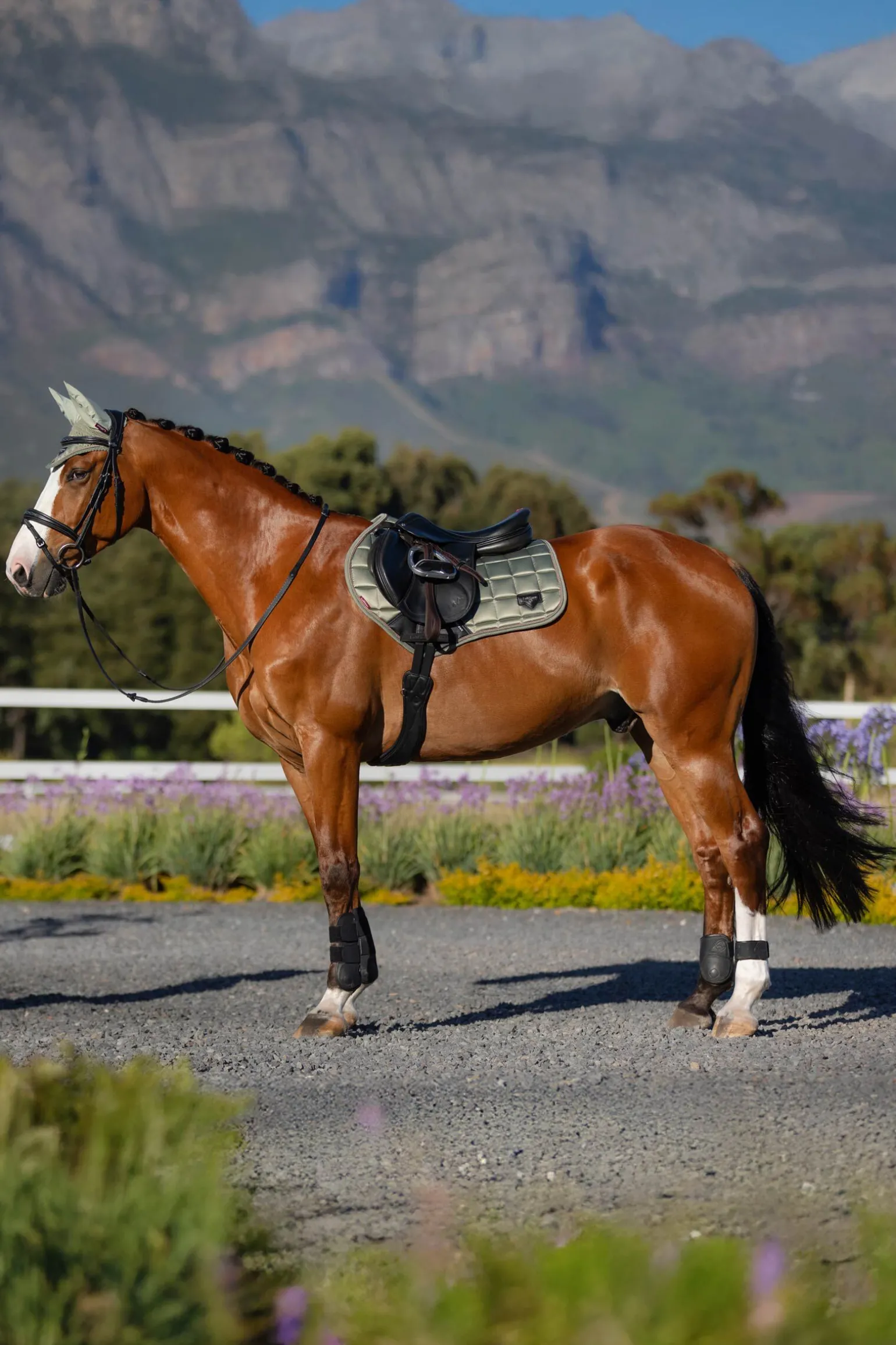 LeMieux Loire Square CC Sprangsjabrak