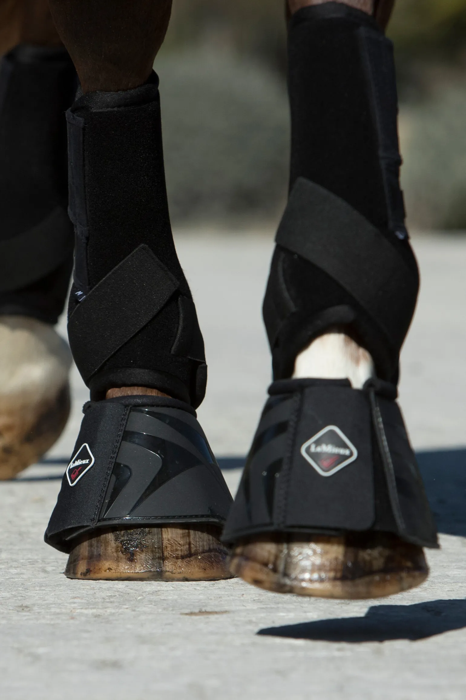 LeMieux ProShell kopper