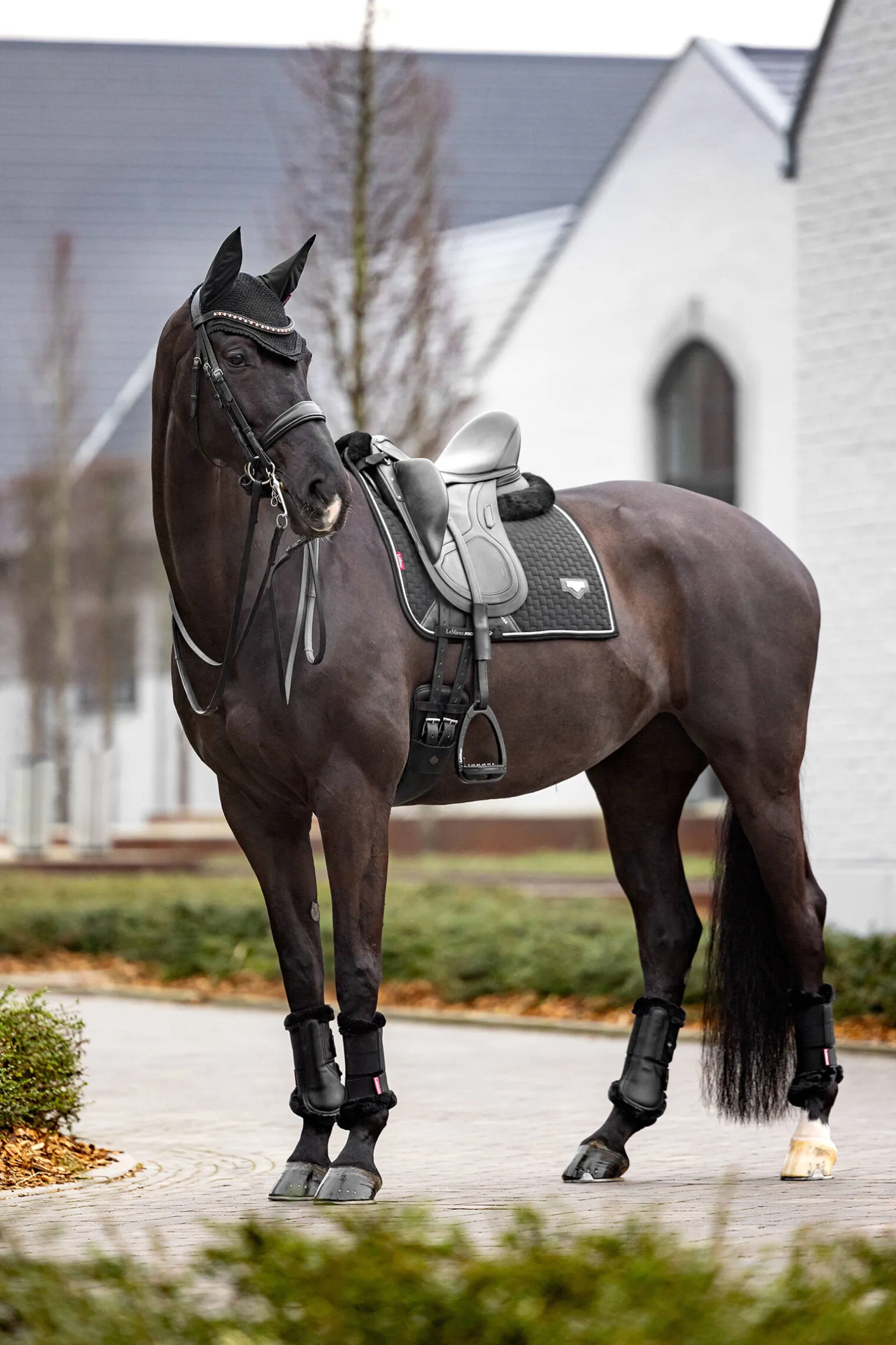 LeMieux Puissance Suede dressursjabrak