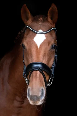 Schockemöhle Sports Stanford anatomisk hodelag