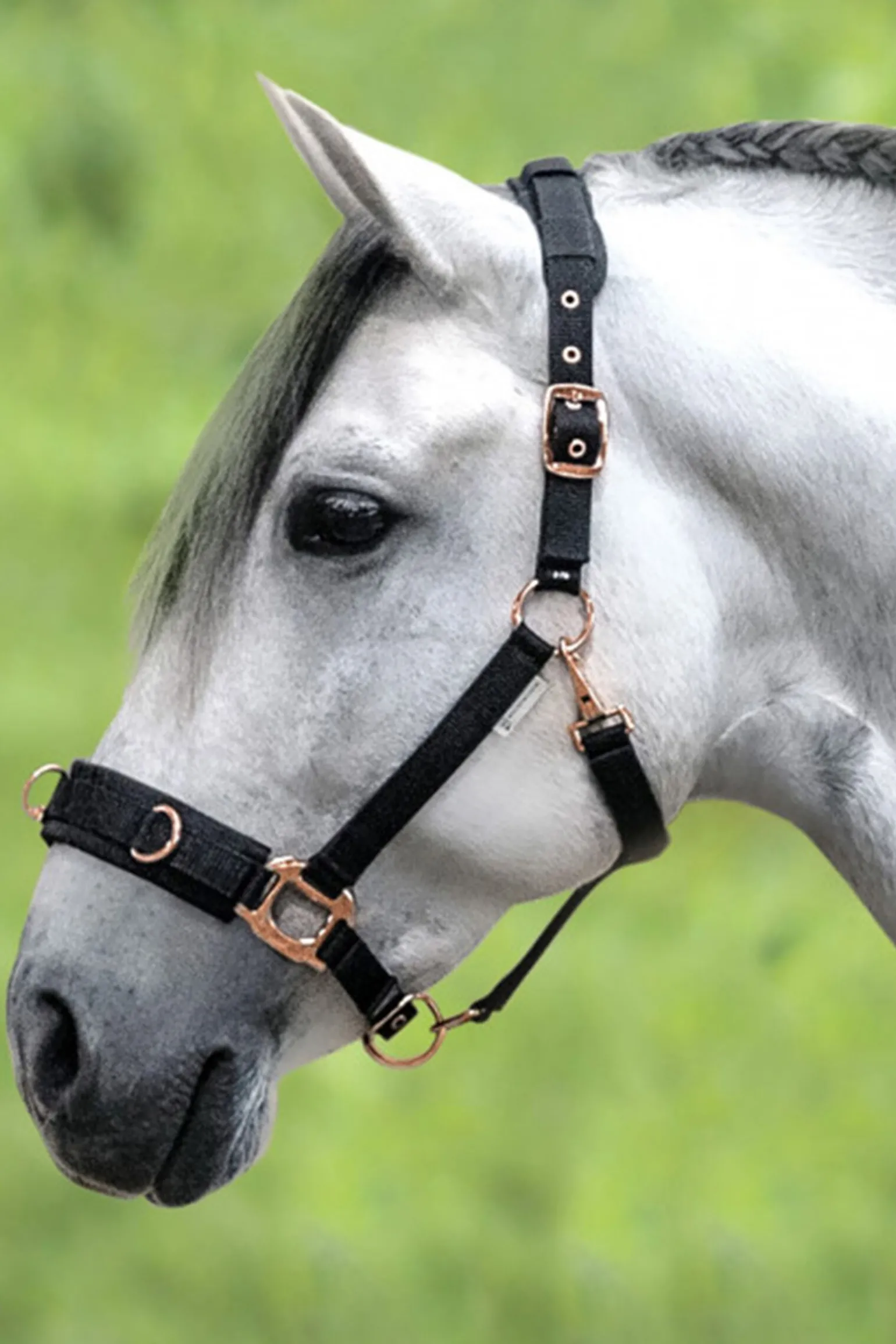 Waldhausen Rosé Lunging Halter