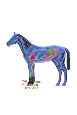 Zandona Air terapeutisk støttebelegg frambein